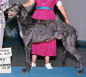 Caerwicce deerhounds hot sale